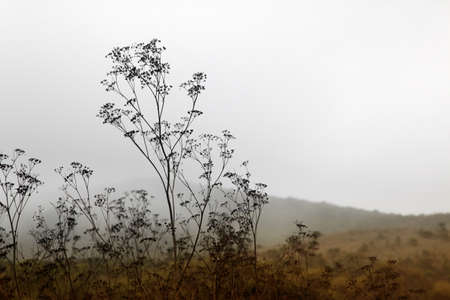 Plants on a background of a foggy autumn landscapeの写真素材