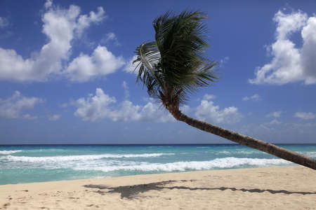 Untouched tropical beach with a palm tree in Barbadosの写真素材