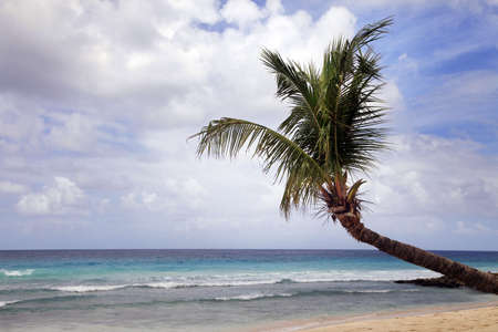 View of nice tropical beach with palm. Barbadosの写真素材