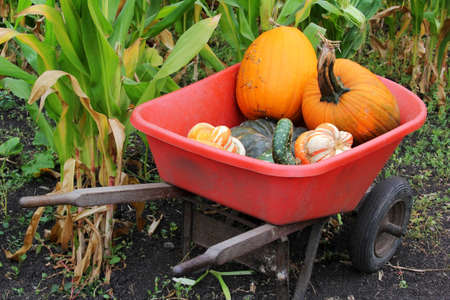 Pumpkins in a cart  Fair of a pumpkin in Californiaの写真素材