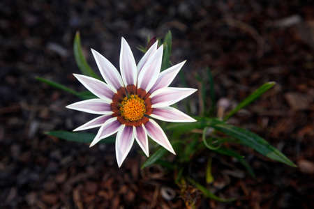 single flower on a dark の写真素材