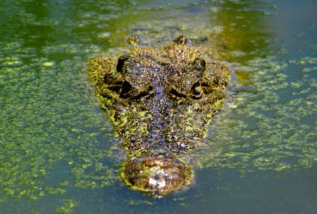 Muzzle of the crocodile close up. A crocodile farm on island Lankgavi