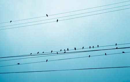Sparrows on power lines in winter dayの写真素材
