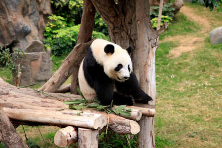 Big panda in zoo Hong Kongの写真素材