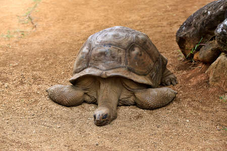 A aldabra giant tortoise (Aldabrachelys gigantea)  in zoo Mauritius