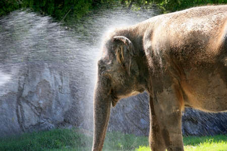 The elephant bathes in water. Zoo in New Zealandの写真素材