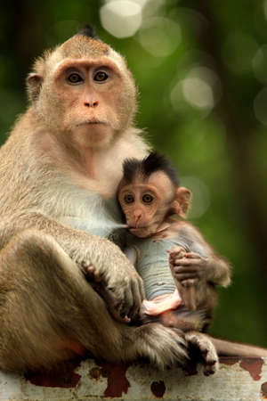 Family of monkeys. Sihanoukville, Cambodia