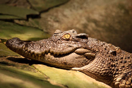 Muzzle of the crocodile close upの写真素材