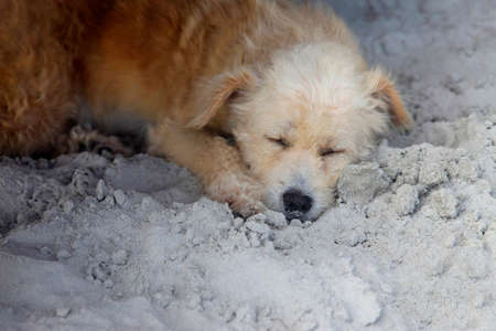 Red dog sleeping on the beach  Cambodiaの写真素材