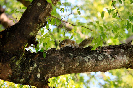 Squirrel eat fruit sitting on a tree  Miami Beachの写真素材