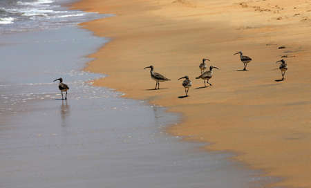 Image of a birds on the sand at a beachの写真素材