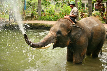 Ubud, Bali, Indonesia - 30 October, 2007: Elephant Park Taro. The man washes the elephant 30 october 2007 on Bali. Indonesiaのeditorial素材