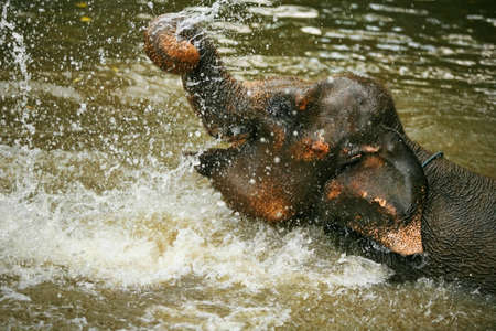 The elephant bathes in waterの写真素材
