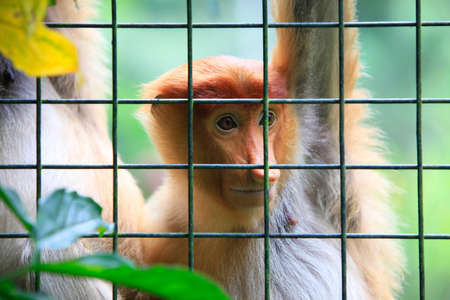 Proboscis Monkey, Nasalis larvatus, or long-nosed monkey