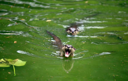 Two otters in the green waterの写真素材