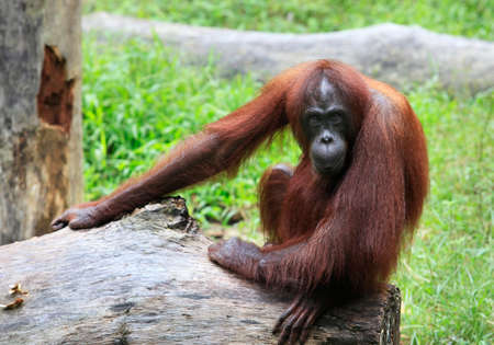 Photographed at a zoo, Kota Kinabalu, Borneoの写真素材