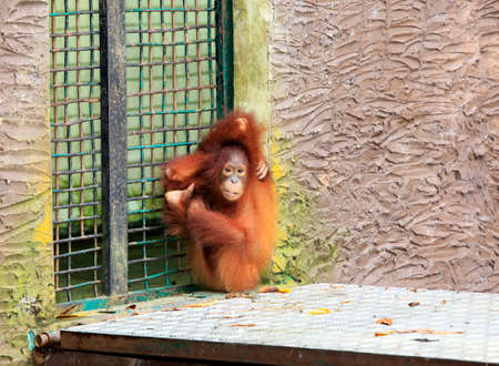 Photographed at a zoo, Kota Kinabalu, Borneoの写真素材