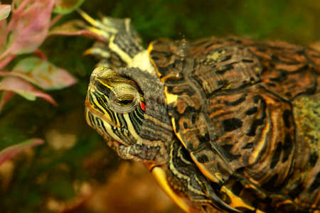 Red-eared turtle in aquariumの写真素材