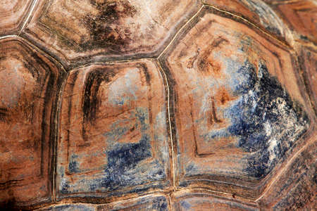 Armour of the big overland turtleの写真素材