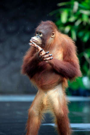 Young orangutan. Bali zoo. Indonesiaの写真素材