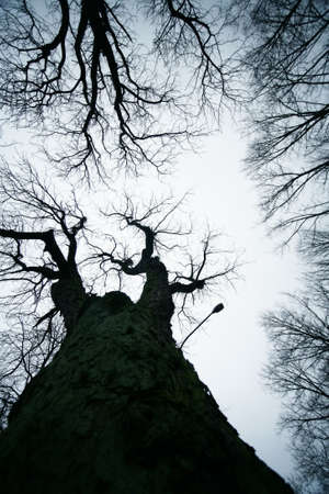 Leafless trees against the backdrop of an overcast skyの写真素材