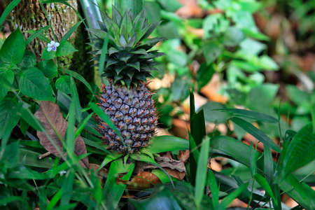 Pineapple. This was photographed in Malaisia