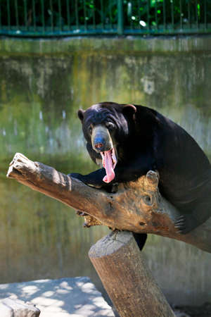 Malay bear with a long tongue sticking out sitting in a treeの写真素材