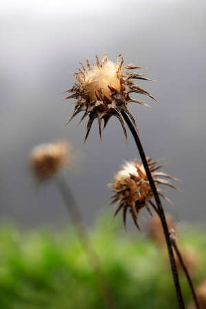 Wild flower - a prickle on a background of the fogの写真素材