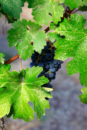 Grapevines in vineyard. Napaの写真素材