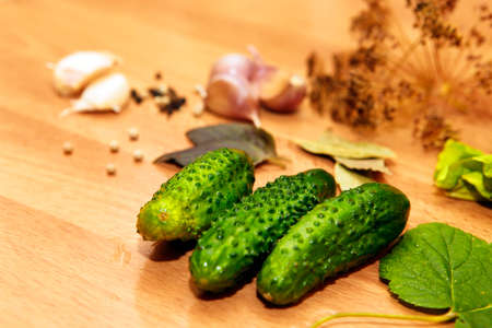 Bay leaves, pepper, dill, garlic - Ingredients for picklingの写真素材