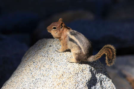 Eastern Chipmunk, tamias striatus, standing erect on a rock, Californiaの写真素材