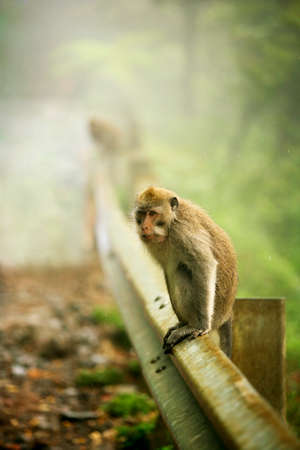 Monkey in forest on Bali in Indonesia.