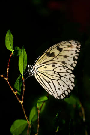 The butterfly isolated in blackの写真素材