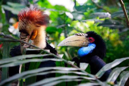 Head of male Wreathed Hornbill in side angle view. Bail zoo. Indonesiaの写真素材