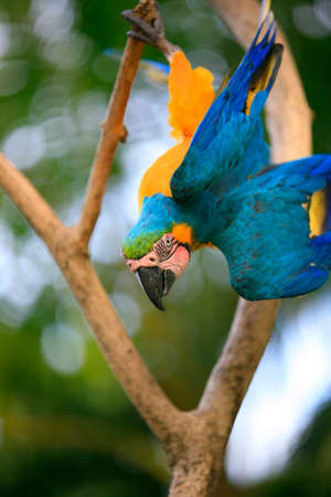 Parrot on a branch. Park of birds. Bali. Indonesiaの写真素材