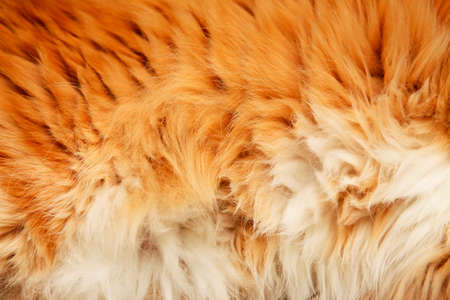 fluffy fur ginger cat close upの写真素材