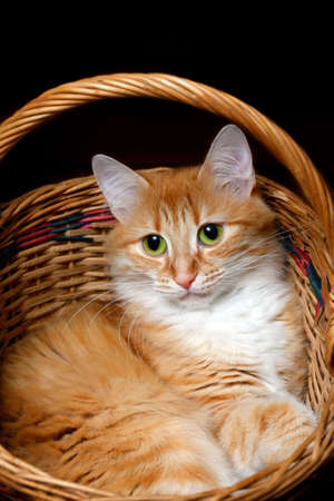 Portrait of a young red-haired cats in wicker basketの写真素材