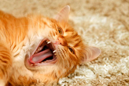 Portrait of a young red-haired catsの写真素材