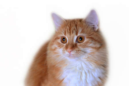Portrait of a young red-haired catsの写真素材