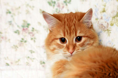 Portrait of a young red-haired catsの写真素材