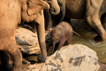 Family of Indian elephants. Pinnawela Elephant Orphanage on Sri Lankaの写真素材