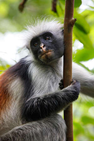 Black-and-white colobus monkey on a tree in rainforest in Zanzibar