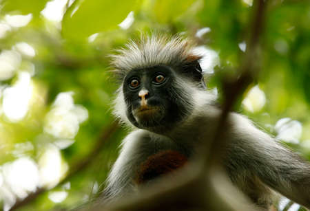 Black-and-white colobus monkey on a tree in rainforest in Zanzibar, Tanzaniaの写真素材
