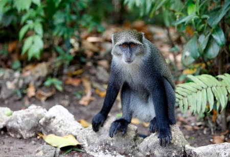 Wild monkey face jungle wildlife green background on Zanzibar. Tanzaniaの写真素材