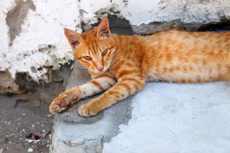 Red Cat on the street Stone Town, Zanzibarの写真素材