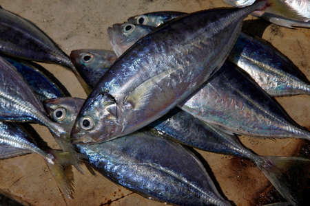Line fish stacked on a table at the Stone Town Fish Market in Zanzibar.