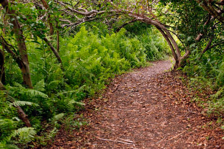 Jozani Chwaka Bay National Park on Zanzibar. Tanzaniaの写真素材
