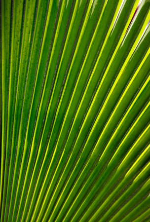 Green palm leaf close up. Natural backgroundの写真素材