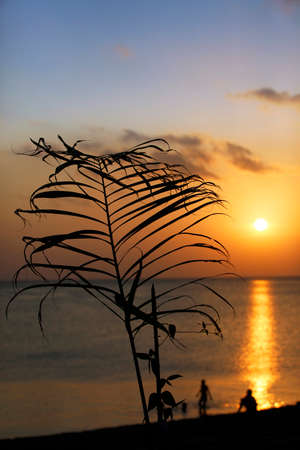 Branch of palm on a background of sunsetの写真素材