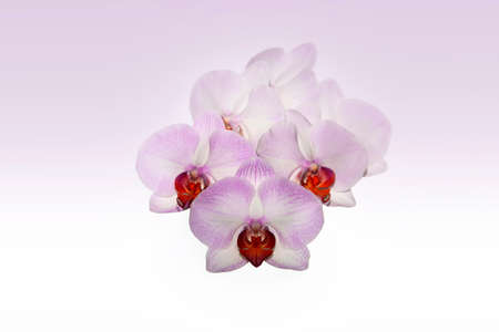 Beautiful purple orchid flower isolated on pinkの写真素材